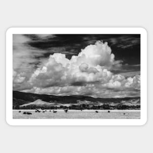 Colorado Cattle Ranch In Black and White Sticker